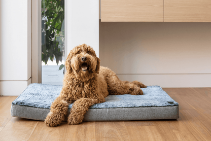 Orthopaedic Dog Bed